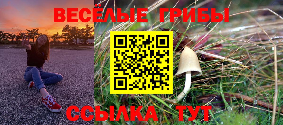 Галлюциногенные грибы Psilocybe Омск